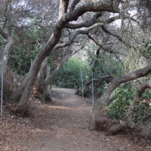 Chaparral Shrubs/Small trees