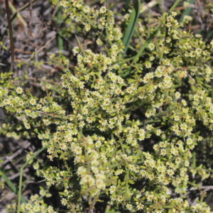 Adolphia Californica - California Adolphia 1gallon