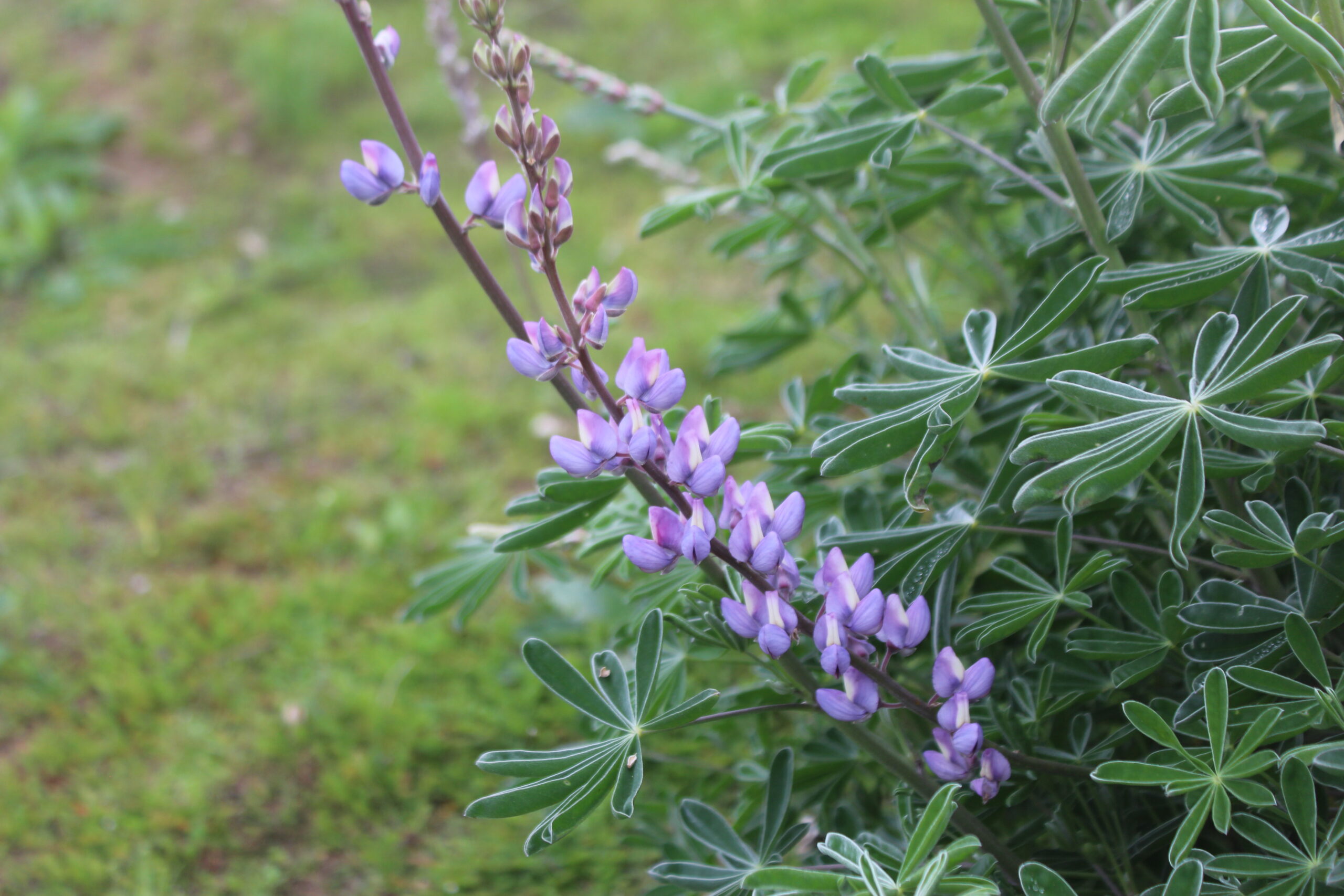 Lupinus Albifrons Silver Bush Lupine 1gallon - Image 3