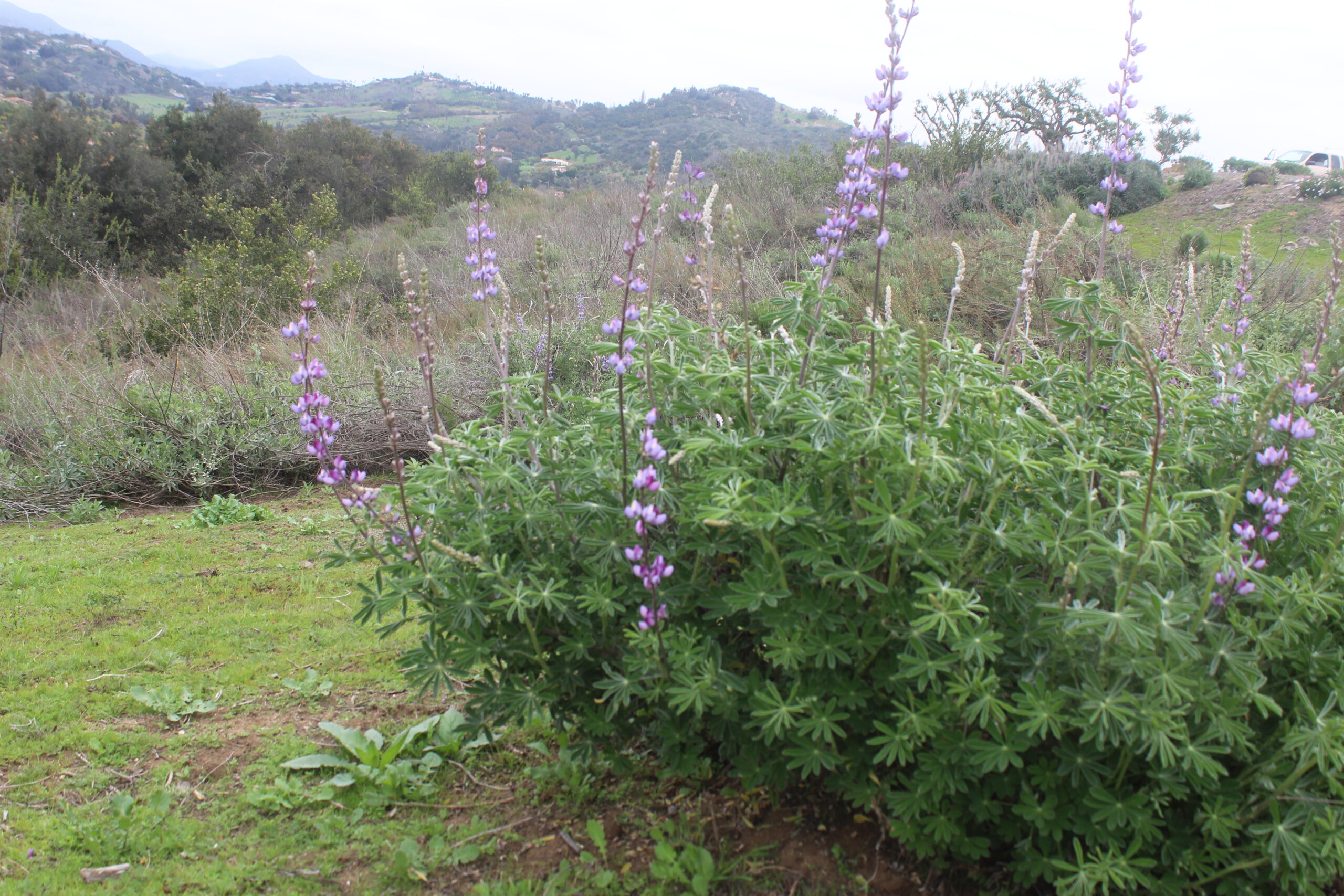 Lupinus Albifrons Silver Bush Lupine 1gallon - Image 2