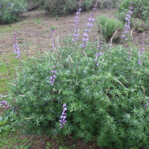 Lupinus Albifrons Silver Bush Lupine 1gallon
