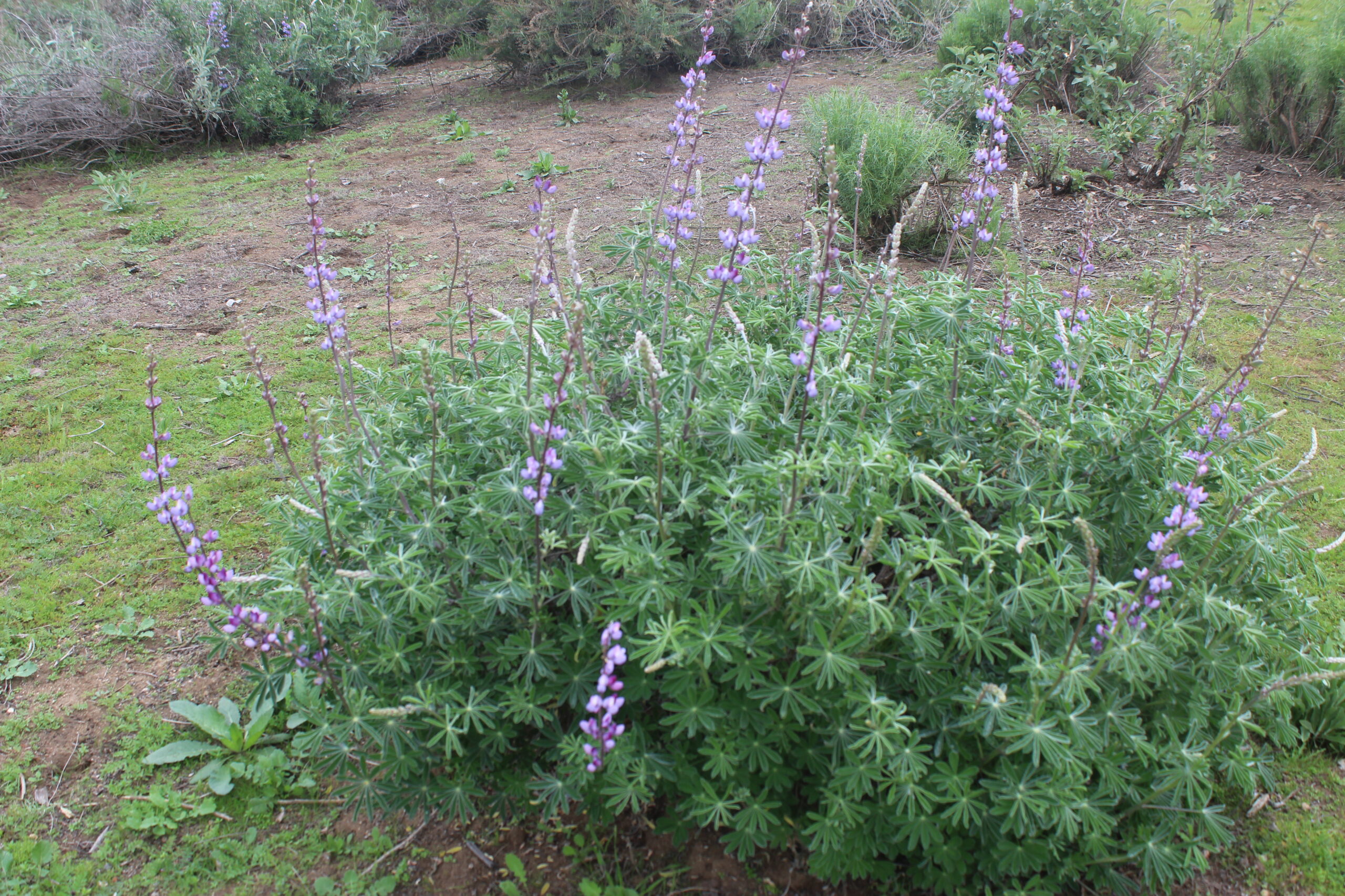 Lupinus Albifrons Silver Bush Lupine 1gallon
