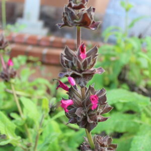 Salvia Spathacea - Hummingbird Sage - 1gallon