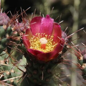Cylindropuntia prolifera - Coastal Cholla 1gallon