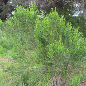 Baccharis Pilularis - Coyote Bush 1gallon