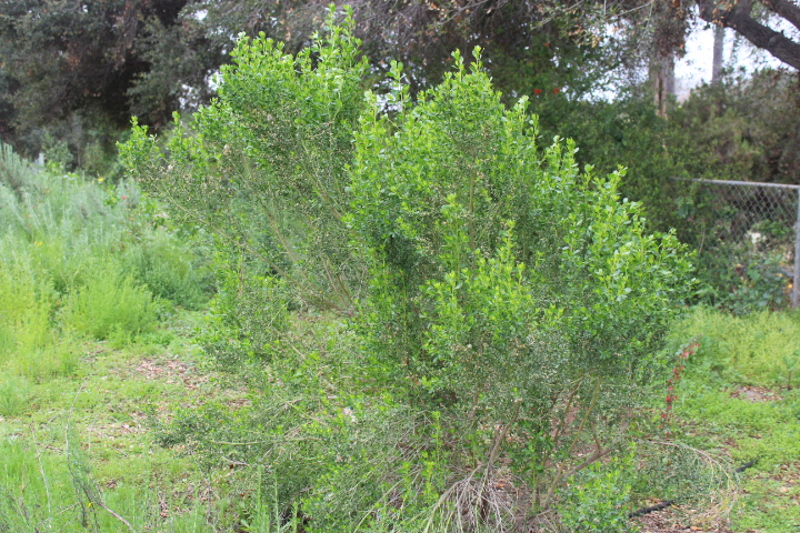 Baccharis Pilularis - Coyote Bush 1gallon