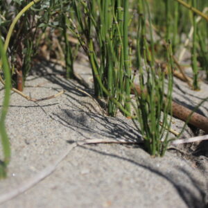 Equisetum laevigatum - Horsetail 1gallon