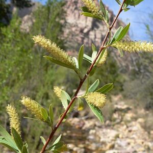Salix gooddingii -Gooding's  Black Willow - 5gallon