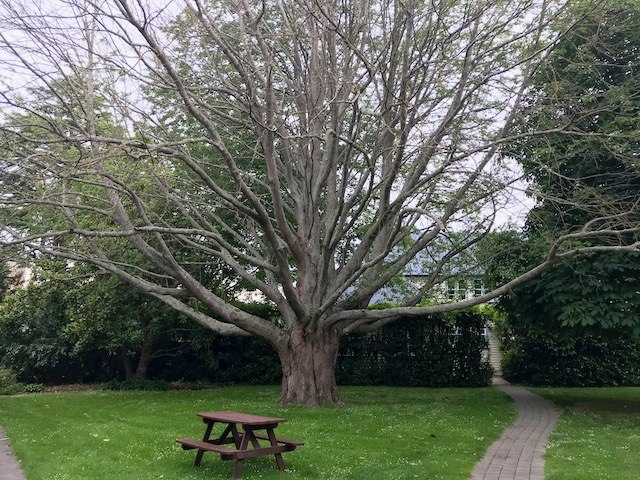 Juglans californica -Socal Black Walnut - small Treepot - Image 2