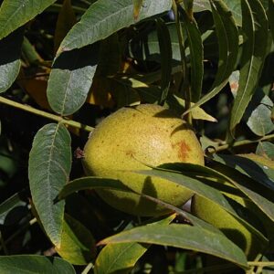 Juglans californica -Socal Black Walnut - small Treepot