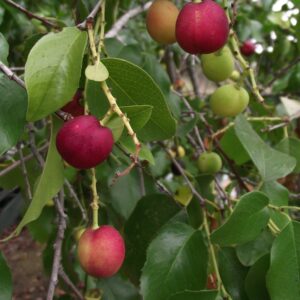 Prunus ilicifolia ssp lyonii - Catalina Cherry - Big treepot